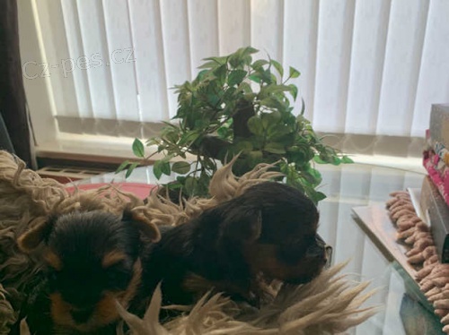 yorkie �t��ata