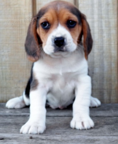 K dispozici jsou 2 kr�sn� �t��ata Beagle