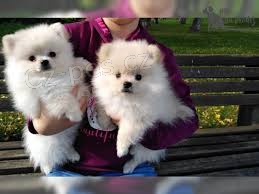 Pomeranian �t��ata