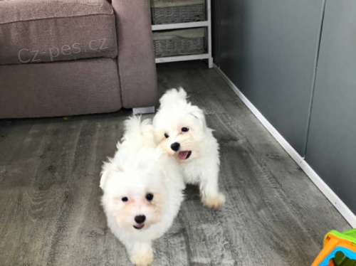 malt�zsk� �t��ata