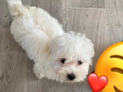 malt�zsk� �t��ata