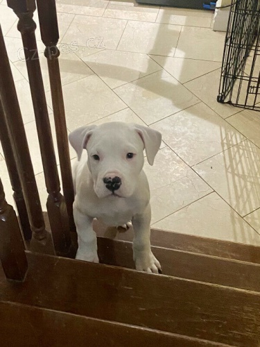 Dogo argentino �t��ata na prodej