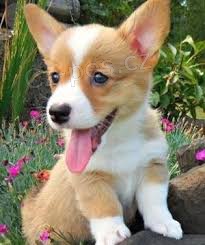 �t��ata Pembroke Welsh Corgi