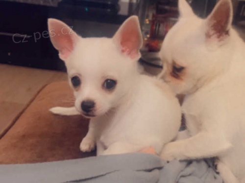 �t��ata �ivavy k dispozici