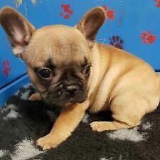 Francouzsk� buldo�ek �t��ata