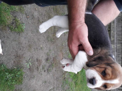BEAGLE �T��ATA
