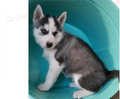 SIBI�SK� HUSKY