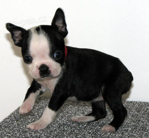 Dob�e vycvi�en� �t��ata bostonsk�ho teri�ra.