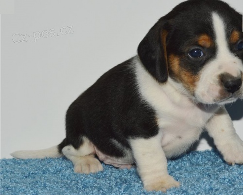 B�gl �t��ata k adopci.