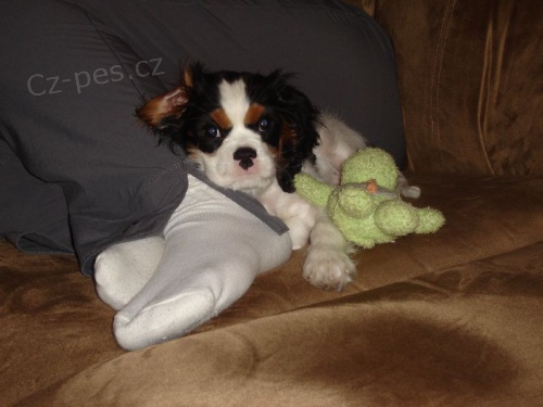 �t��ata Calvalier King Charles p�ipravena do nov�ch domov�