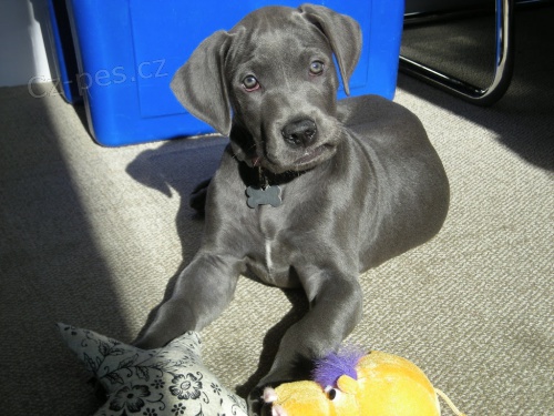 N�meck� doga �t��ata, velmi zdrav� a tr�novan�.