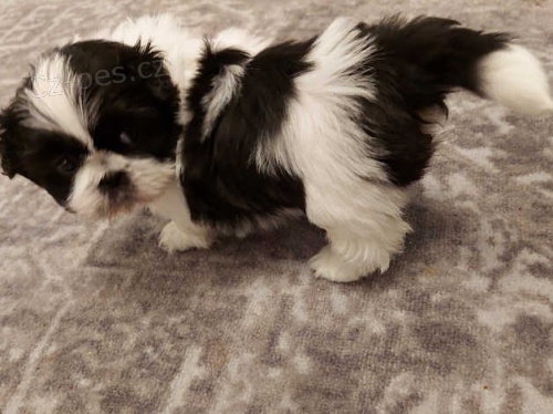 �t��ata shih tzu