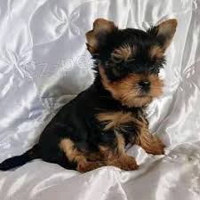 York��rkov� s pp