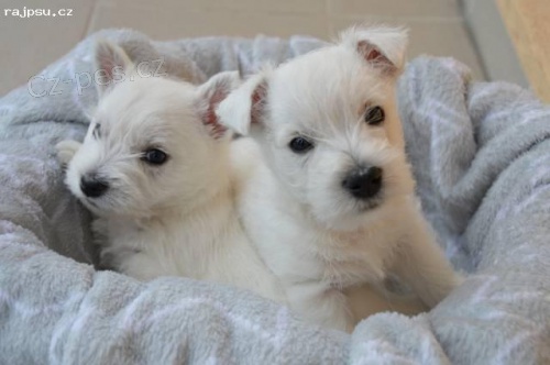 �t��ata west�k� s pp - prodej