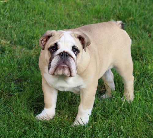 Anglick� buldok s pp