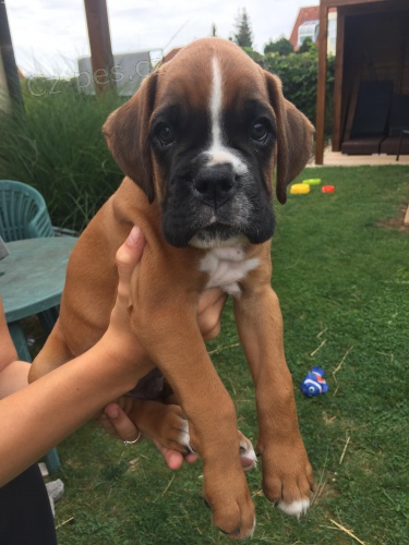 Zlat� �t��ata n�meck�ho boxera s pp 