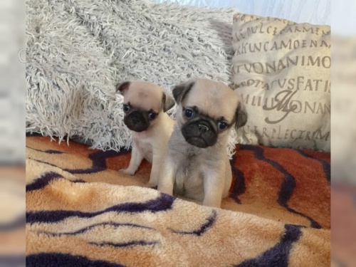 Mops �t��ata / s (PP)