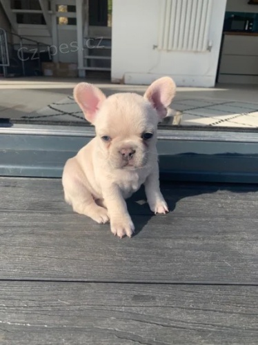 Kr�sn� a o�kovan� �t��ata francouzsk�ho buldo�ka na prodej.