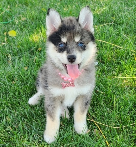 Zdrav� a o�kovan� �t��ata samc� a samic pomskies k adopci.