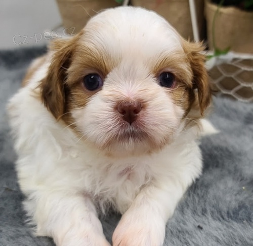 Kr�sn� a o�kovan� �t��ata shih tzu na prodej.
