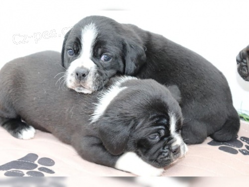 Mops �t��ata pes PDE zdarma