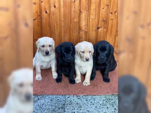 LABRADOR V B�L� A �ERN�