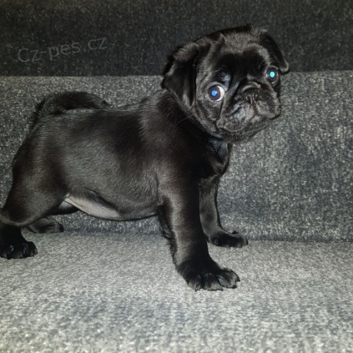 �ern� mops �t�n� na prodej