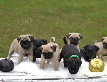 Mops �t��ata pes, fena s rodokmenem