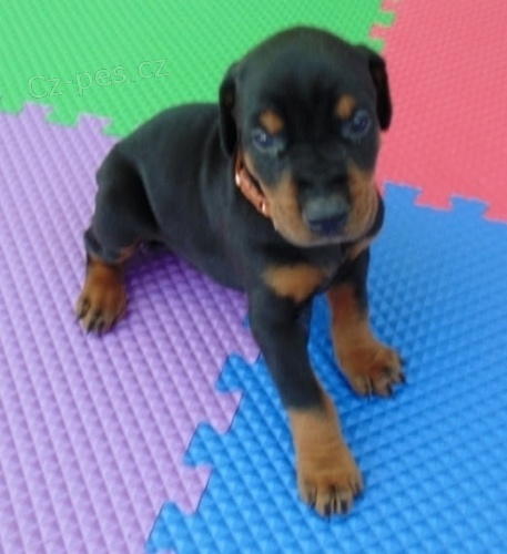 �t��ata dobermana k dispozici k adopci. 