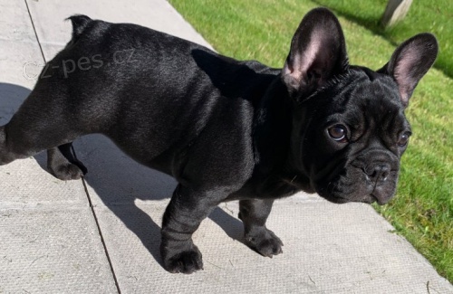 Zdrav� �t��ata francouzsk�ho buldo�ka na prodej.