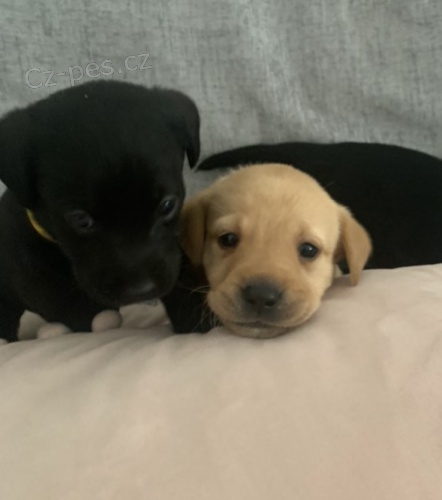  Labradorsk� retr�vr - �t�n�