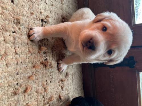 Labradorsk� retr�vr - pes �t���tka