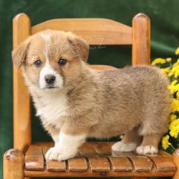 Rozko�n� �t��ata Welsh Corgi.
