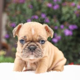 Sladk� �t��ata francouzsk�ho buldo�ka