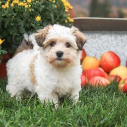 Kind Hearted Havanese �t��ata!