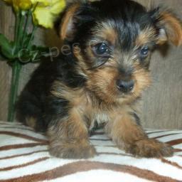 Sladk� �t���tka Yorkshirsk�ho teri�ra!