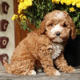 Jemn� �t��ata Cockapoo!