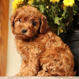 Miluj�c� �t��ata Havapoo!