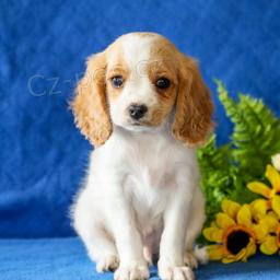 Rozko�n� �t��ata Cavapoo!