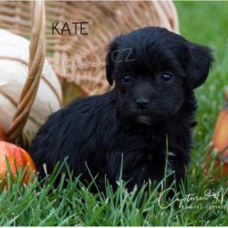 Hezk� �t��ata Maltipoo!