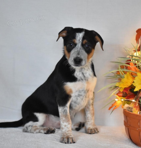 Radostn� �t���tka Blue Heeler