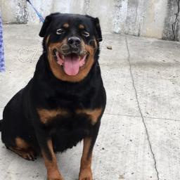 kr�sn� �t��ata rotvajler�