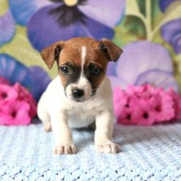 Rozko�n� �t��ata Jack Russell Terrier