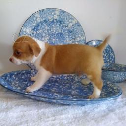 Sladk� �t���tka �ivavy