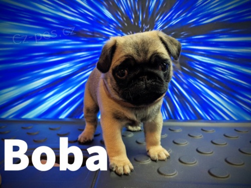 N�dhern� �t��ata Mops