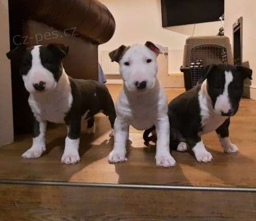 12 t�dn� �t��ata BullTerrier
