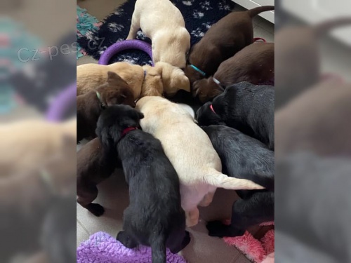 Labradorsk� retriever- �lut� �t�n�tka s PP