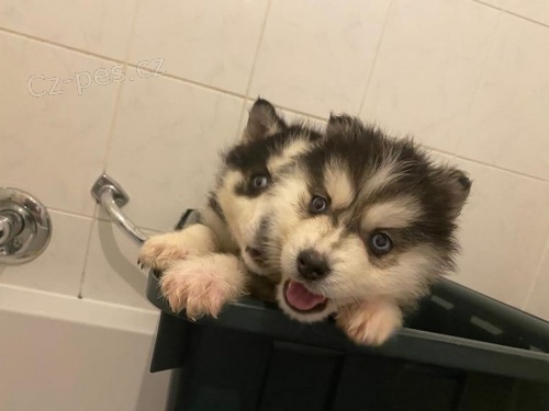 �TENIATKA SIBI�SK� HUSKY