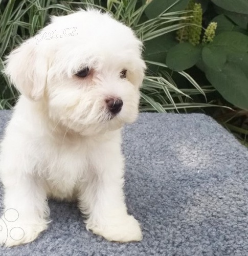 malt�zsk� �t��ata