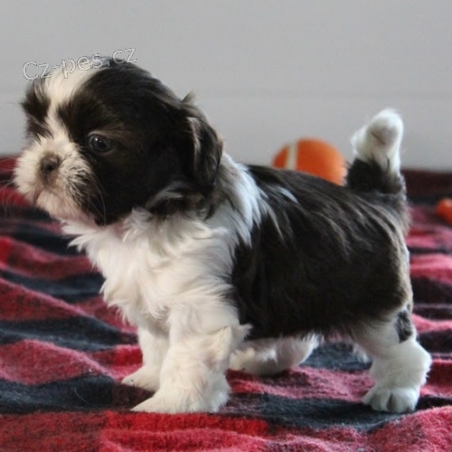 �t��ata shih tzu